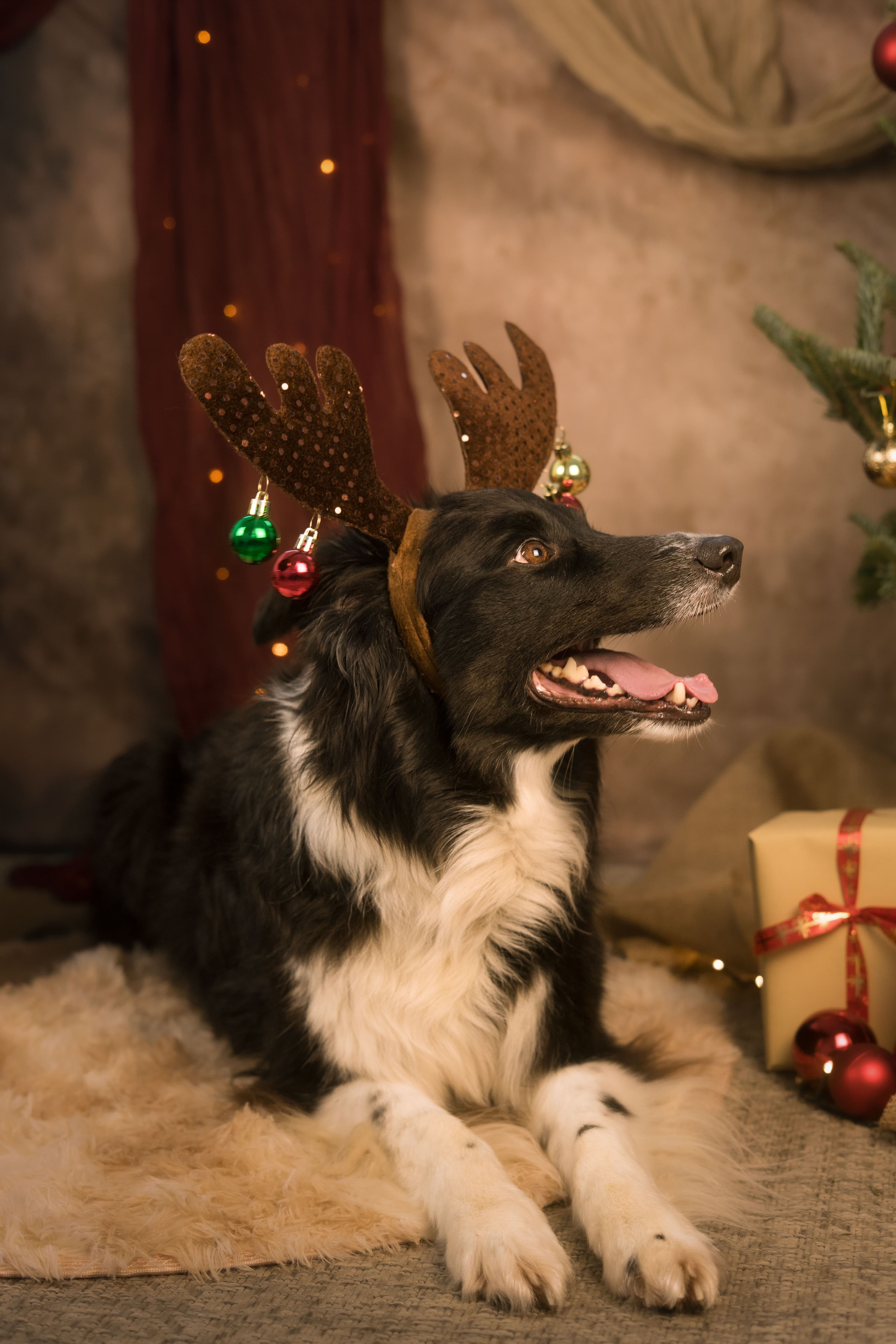 Chien portrait comique